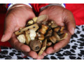 27764410726-sangoma-in-mount-fletcher-nelspruit-newcastle-nquthu-nylstroom-small-0