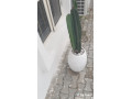 plant-sales-garden-care-services-small-0