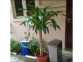 plant-sales-garden-care-services-small-2