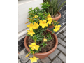 plant-sales-garden-care-services-small-1