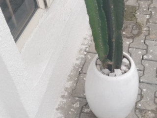 plant-sales-garden-care-services