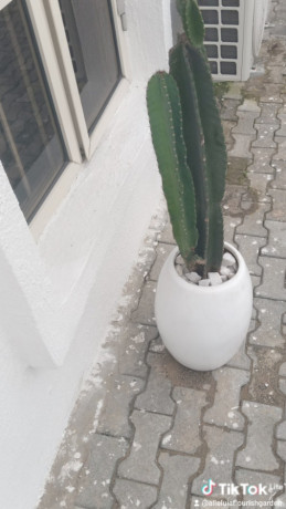 plant-sales-garden-care-services-big-0