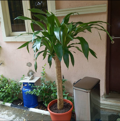 plant-sales-garden-care-services-big-2