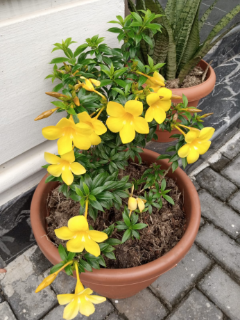plant-sales-garden-care-services-big-1
